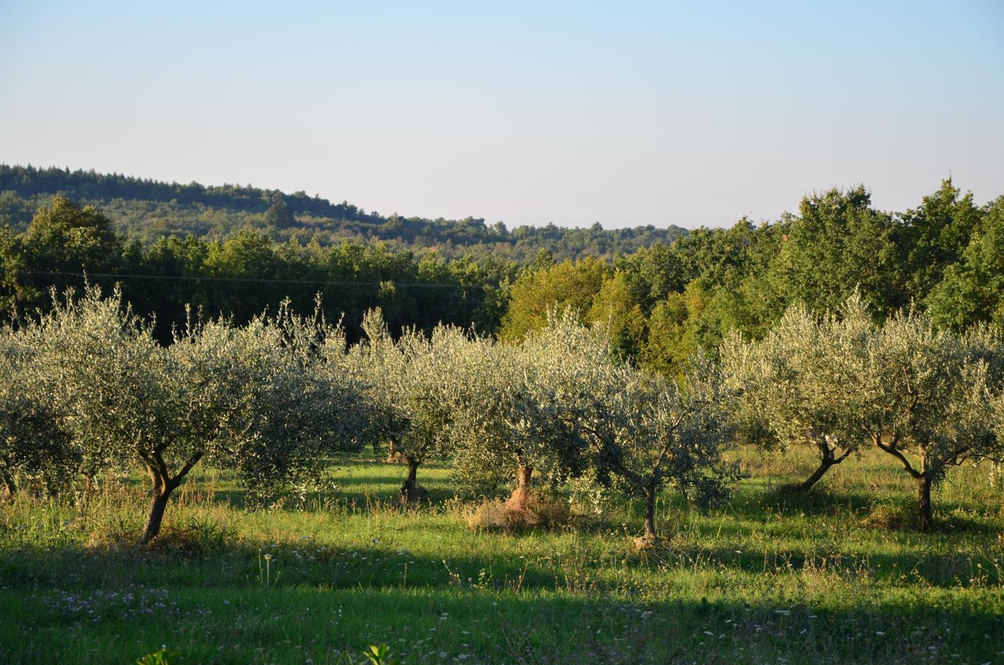 Barat  Villa Olivetta By Istrian Country Houses מראה חיצוני תמונה